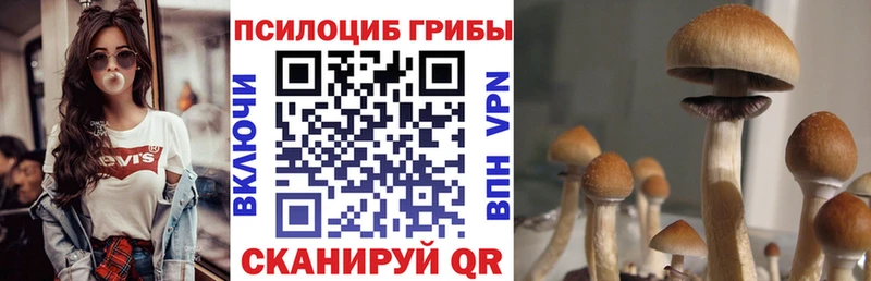 Галлюциногенные грибы Psilocybine cubensis  продажа наркотиков  Кедровый 